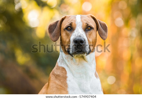 Happy half-breed dog,\
beagle