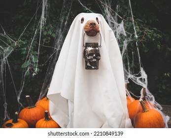 Happy Halloween. Charming, Lovable Brown Puppy And Ghost Costume. Close-up, Indoors. Studio Shot. Congratulations For Family, Relatives, Loved Ones, Friends And Colleagues. Pet Care Concept