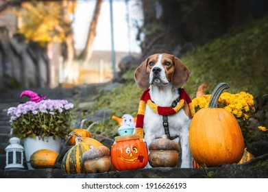 Happy Halloween. Dog Pet Beagle With Pumpkins 