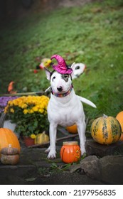 Happy Halloween. Dog Pet Bullterrier With Pumpkins. Autumn Dog.