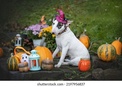 Happy Halloween. Dog Pet Bullterrier With Pumpkins. Autumn Dog.