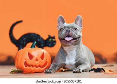 Happy Halloween French Bulldog Dog With Carved Pumpkin, Autumn Leaves And Black Cat In Orange Background