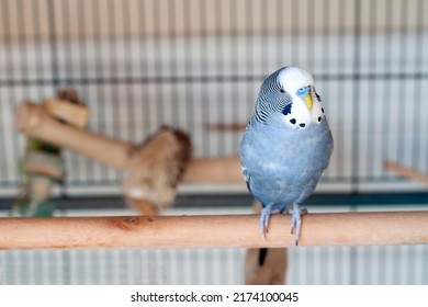 Happy Handsome Blue Budgie Mauve Budgie Resting In His Cage On A Summer Afternoon