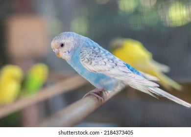 Happy Handsome Blue And White Budgie Sits On A Wooden Stick.blur Background