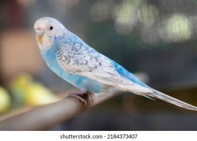 Happy Handsome Blue And White Budgie Sits On A Wooden Stick.blur Background