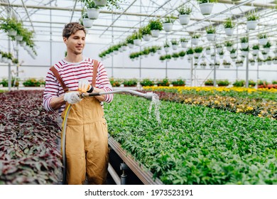 Happy Handsome Man Gardener In Overalls Waters Green Plants And Flowers With A Hose Pipe In Sunny Industrial Greenhouse. Gardening, Profession And People Concept.