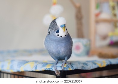 Happy Handsome Mauve Blue White Factor Male Budgie Singing On His Cage Top 