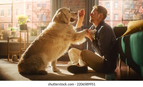 Happy Handsome Young Man Play with His Dog at Home, Gorgeous Golden Retriever. Attractive Man Sitting on a Floor Teasing, Petting and Scratching a Playful Dog, Have Fun in the Stylish Apartment. - Powered by Shutterstock