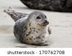 Happy Harbor Seal