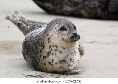 Happy Harbor Seal