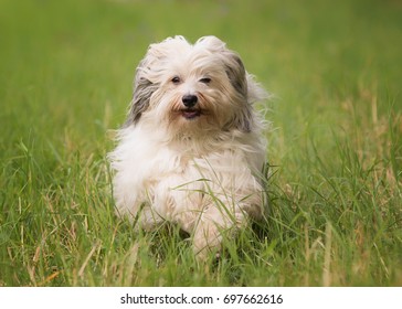 Happy Havanese Dog