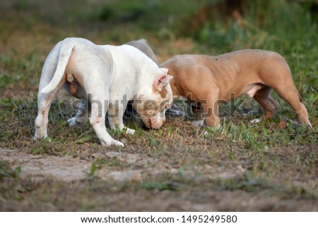 Similar – Image, Stock Photo round table Pet Dog