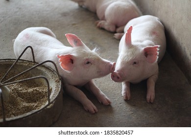 Happy Healthy Fattening Pig In Large Modern Commercial Swine Farm