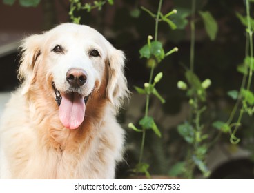 Happy And Healthy Golden Retreiver Dog Sitting In The Garden Smiling With Her Tongue Out To The Camera.