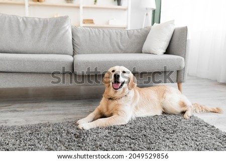 Happy And Healthy Pet. Portrait of adorable lovely fluffy golden retriever dog looking at camera, cute labrador lying on rug floor carpet near sofa in modern living room interior, selective focus