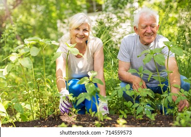 Happy Healthy Seniors Gardening
