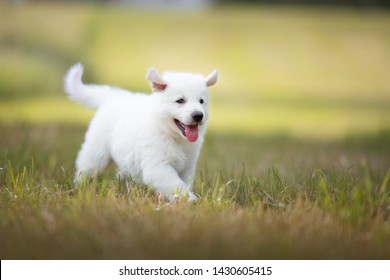Happy healthy white shepherd puppy is running on the meadow. Puppy with flying ears. Berger blanc Suisse. Cute puppy.