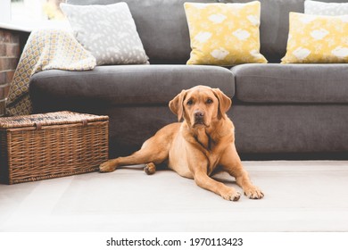 A Happy And Healthy Yellow Labrador Retriever Pet Dog Relaxing In A Home Interior