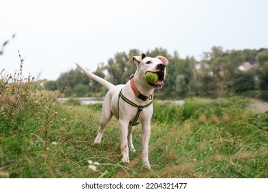 Happy and healthy young dog with a ball in mouth outdoors. Cute staffordshire terrier puppy posing with a toy in nature - Shutterstock ID 2204321477