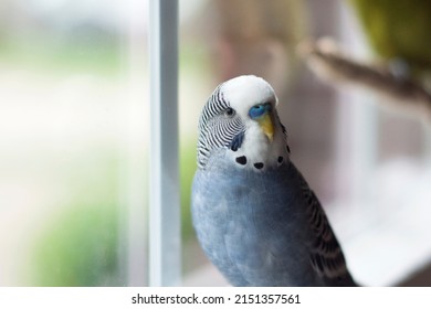 Happy Healthy Young Mauve Budgie Blue Budgie Singing By The Window On A Beautiful Afternoon In Spring