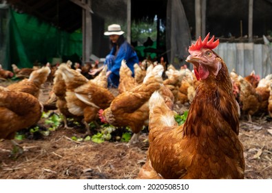 Happy hen in the organic chicken farm.Concept organics farm, organic living.Asian agriculture.Chicken egg. Healthy farm healthy food. Natural food for chicken.