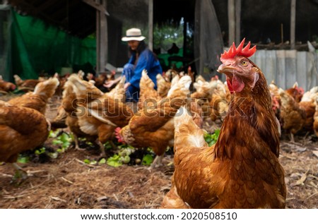 Happy hen in the organic chicken farm.Concept organics farm, organic living.Asian agriculture.Chicken egg. Healthy farm healthy food. Natural food for chicken.