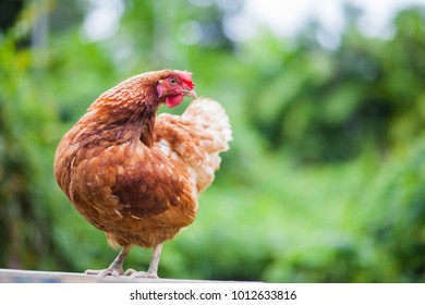 Happy Hens In Cage Free Farm.