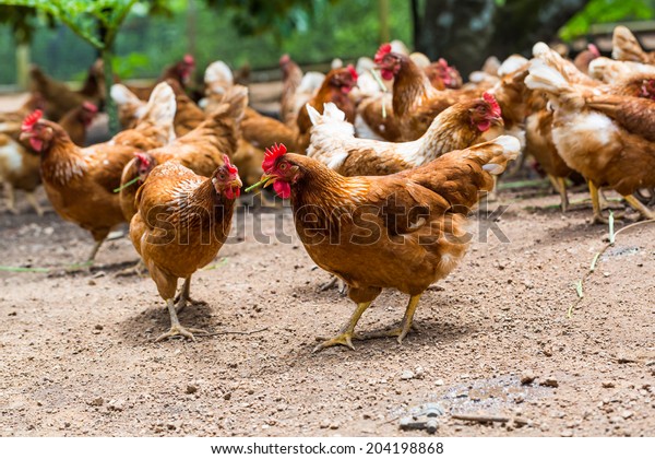 ケージフリーまたはフリーレンジの幸せな鶏 抗生物質とホルモンフリー農業 の写真素材 今すぐ編集