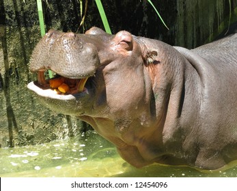 Happy Hippo