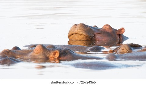 Happy Hippo Expression.