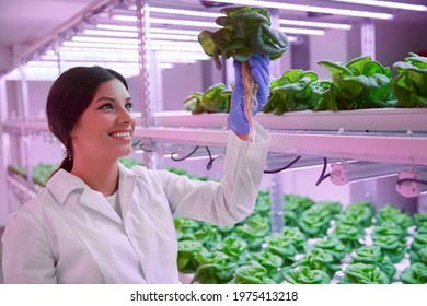 Happy Hispanic Female Scientist Smiling And Inspecting Fresh Lettuce While Working In Greenhouse Illuminated With UV Light