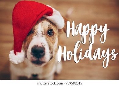 Happy Holidays Dogs Images, Stock 