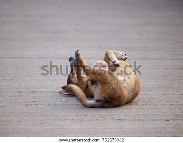 happy\
homeless free street dog rolling dancing singing on warm rough\
concrete car parking surface under summer sunlight\
