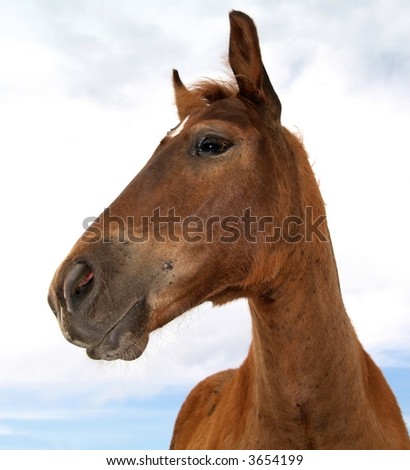 Similar – Image, Stock Photo Curious horse against sky. View from below