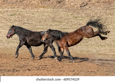happy horse running and kicking in spring time