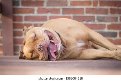 Happy Hot Sleepy Exhausted Pitbull Dog After A Day At The Beach