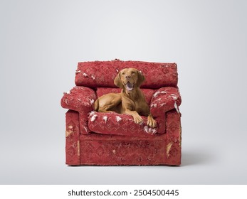 Happy Hungarian Pointer lying on a ripped armchair and relaxing, pet lifestyle concept