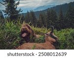 happy hunting - a hunting dog, pudelpointer, and the celebrat of a hunting trophy from a young chamois buck on the mountains at a cloudy summer morning