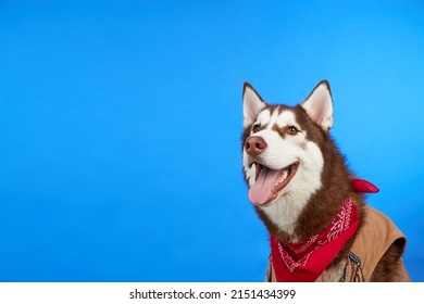 Happy Husky Dog Smiles On Colorful Stock Photo 2151434399 