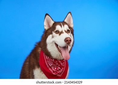 5,369 Husky emotes Images, Stock Photos & Vectors | Shutterstock