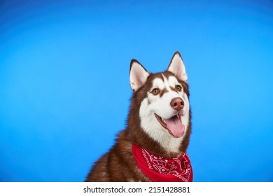 90,527 Happy husky Stock Photos, Images & Photography | Shutterstock