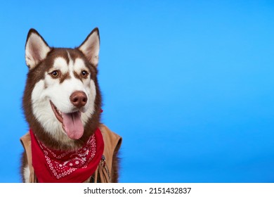 Happy Husky Dog Smiling On Colored Stock Photo 2151432837 | Shutterstock