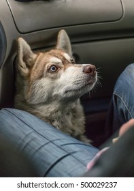 Happy Husky Dog Traveling In The Car