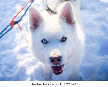 Happy Husky With Heterochromia