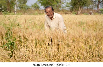 Happy Indian Farmer His Field Stock Photo 1684864741 | Shutterstock