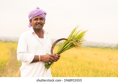 Happy Indian Farmer Holding Sickle And Paddy Crop In Hand - Concept Good Crop Yields Due To Monsoon Rains.