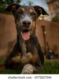 A Happy Indian Indie Puppy