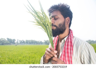 Happy Indian Young Farmer Kissing Ear Of Rice