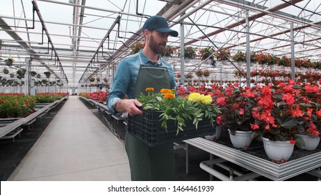 Happy Industrial Greenhouse Worker Carry Boxes Full of Flowers. Smiling and Happy man with flowers he Growing. - Shutterstock ID 1464461939