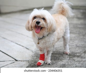 Happy Injured Shih Tzu leg wrapped by splint and red bandage after surgery due to leg accident. Stay home